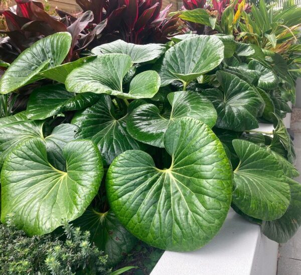 Ligularia 'Tractor Seat' 8" Pot features large, glossy green leaves that grow densely in the container, perfect for adding lush foliage along a concrete border or among other vibrant plants.