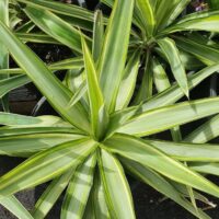 A Yucca 'Variegated' with long, pointed leaves featuring light and dark green stripes sits in an 8" pot, surrounded by similar plants.