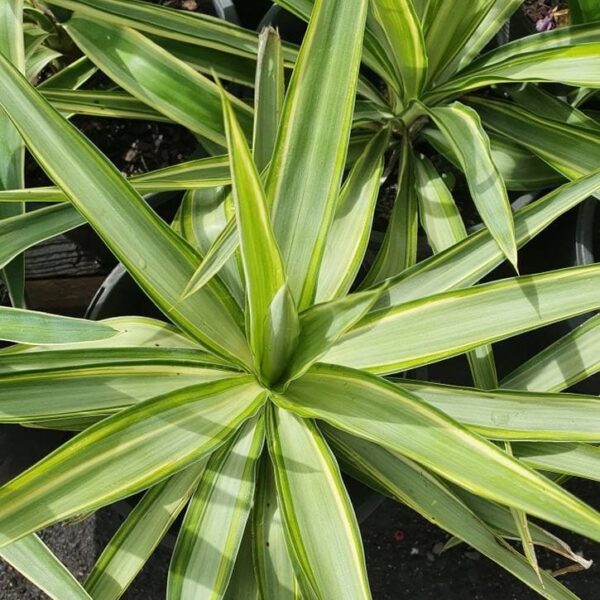 A Yucca 'Variegated' with long, pointed leaves featuring light and dark green stripes sits in an 8" pot, surrounded by similar plants.