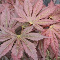 A close-up of Acer 'Mirte' Japanese Maple leaves in red and green, highlighting their veins and showcasing the intricate beauty of this plant.