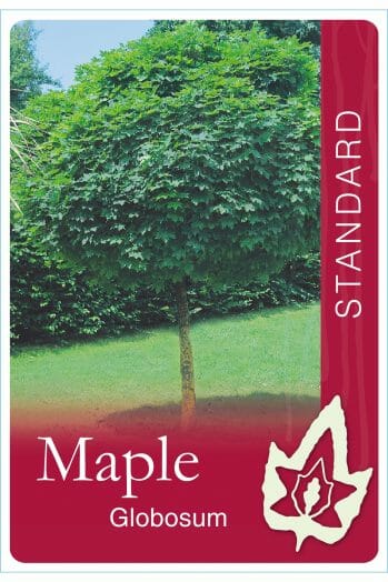Acer platanoides 'Globosum' Designer Maple - Image 2