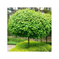 The Acer platanoides 'Globosum' Designer Maple Standard, 1.2M in a 13" pot, has a dense, vibrant green dome shape and is set among lush greenery with a wire fence in the background.