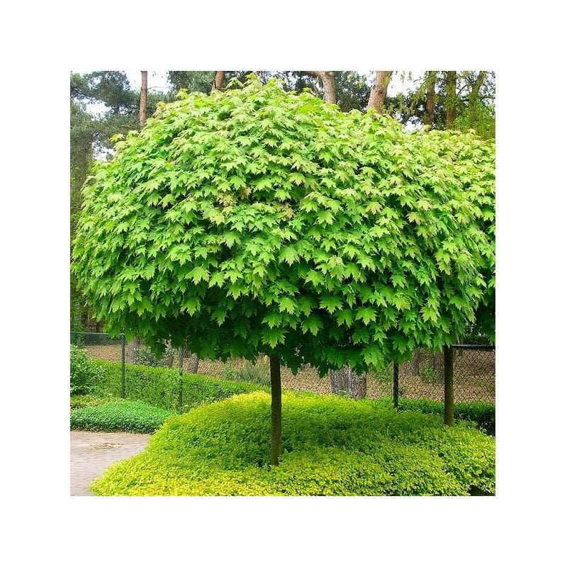 The Acer platanoides 'Globosum' Designer Maple Standard, 1.2M in a 13" pot, has a dense, vibrant green dome shape and is set among lush greenery with a wire fence in the background.