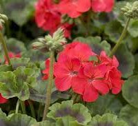 Close-up of vibrant flowers from the Geranium 'Apache Scarlet' 3" Pot surrounded by lush green leaves.