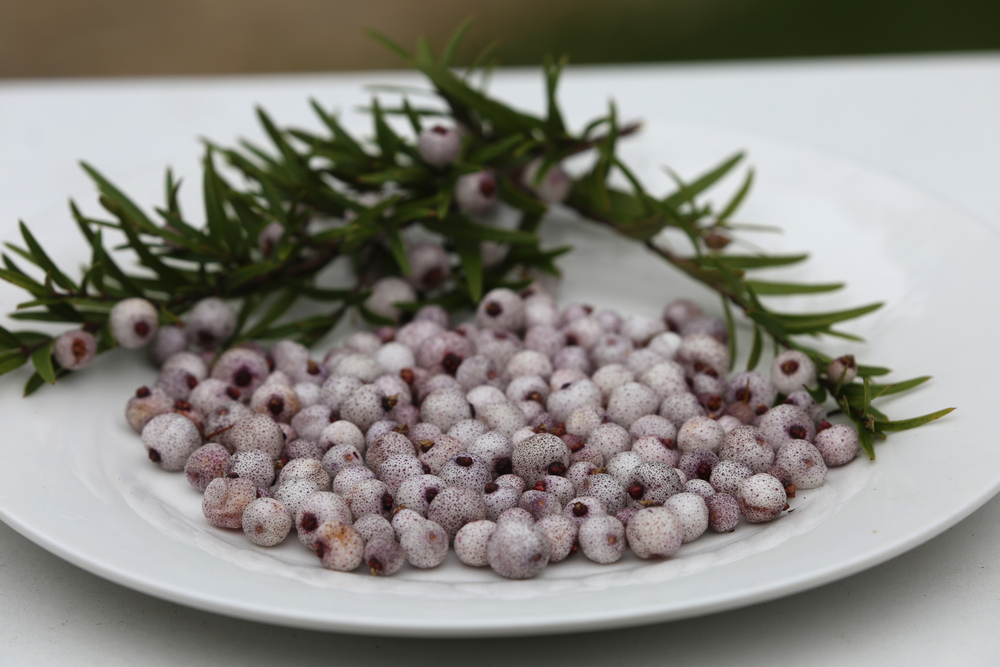 A white plate holds a cluster of small, round, purple-white Austromyrtus 'Midyim Berry' fruits and several sprigs of green, needle-like leaves.