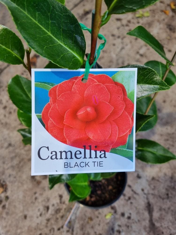 Camellia japonica 'Black Tie' - Image 3