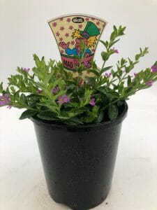 Cuphea 'Mad Hatter Mauve' 6" Pot - Image 2