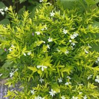 Cuphea 'Mad Hatter White' 6" Pot