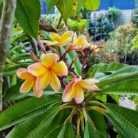 Plumeria 'Frangipani' Assorted 1.5m 16" Pot