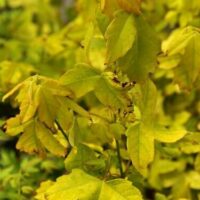 Close-up of an Acer 'Golden Trident Maple' in its 13" pot, highlighting its yellow leaves with some brown edges, set against a blurred green and yellow background.