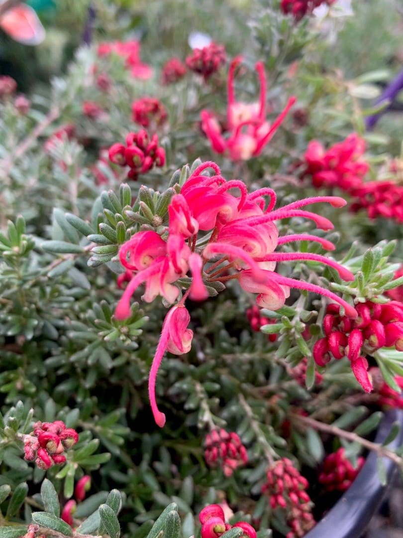 Close-up of vivid red Grevillea 'Winter Delight' flowers featuring elongated petals and clusters of buds, framed by green needle-like foliage.