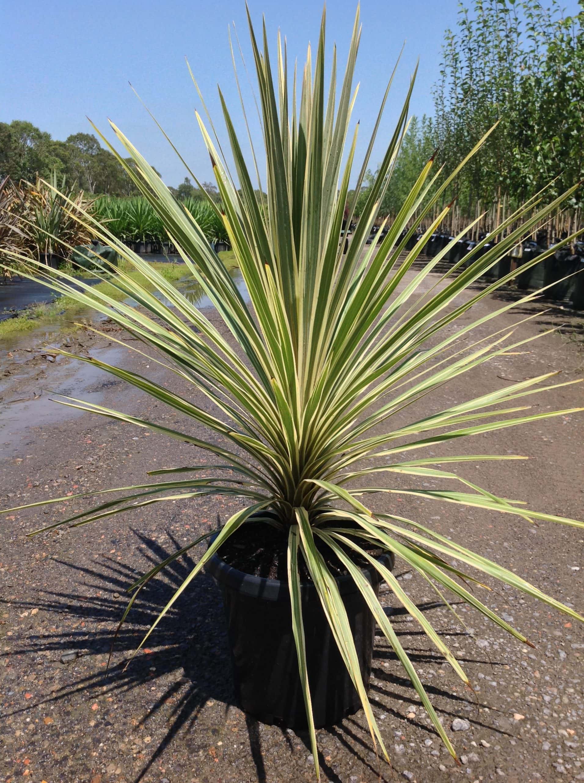Cordyline 'Torbay Dazzler' 12" Pot - Image 6