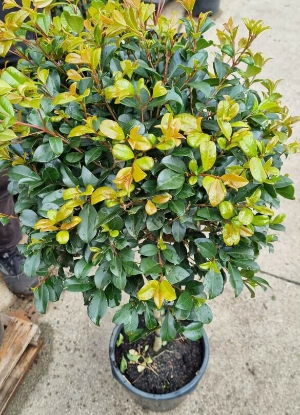 Syzygium 'Resilience' Lilly Pilly Standard 12" Pot - Image 5