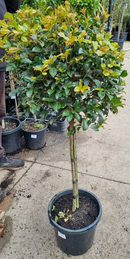 Syzygium 'Resilience' Lilly Pilly Standard 12" Pot - Image 6