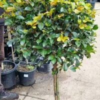 A Syzygium 'Resilience' Lilly Pilly Standard 12" Pot with a round, dense canopy of green and yellow-tinted leaves stands on a paved outdoor surface among other plants.