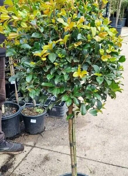 A Syzygium 'Resilience' Lilly Pilly Standard 12" Pot with a round, dense canopy of green and yellow-tinted leaves stands on a paved outdoor surface among other plants.