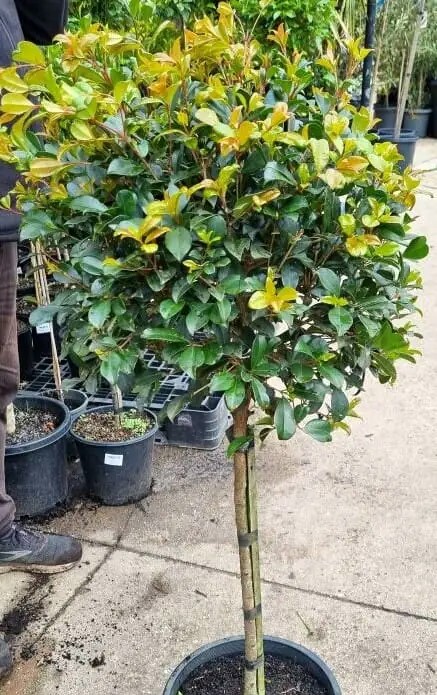 A Syzygium 'Resilience' Lilly Pilly Standard 12" Pot with a round, dense canopy of green and yellow-tinted leaves stands on a paved outdoor surface among other plants.