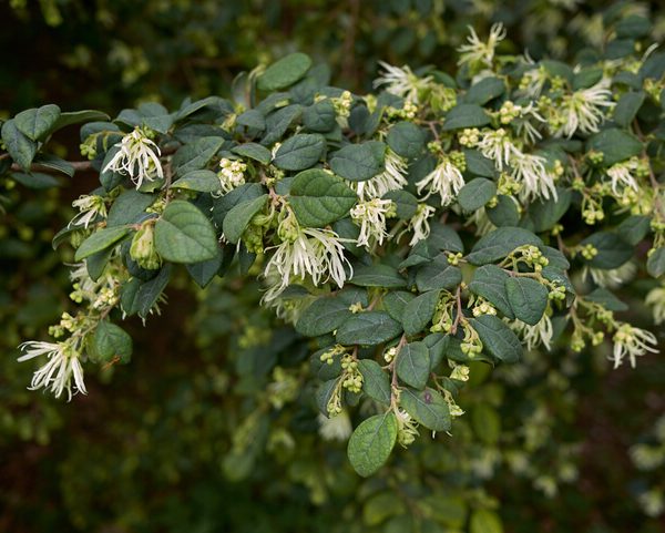 Loropetalum 'Bobz White' 7" Pot