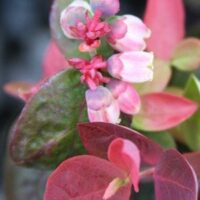 Close-up of pink and white flowers with surrounding pink and green leaves on a plant, reminiscent of the vibrant hues found in the Vaccinium 'Pink Sorbet™' Blueberry 6" Pot.