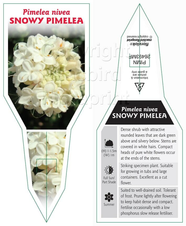 Pimelea 'Round Leaf Rice Flower' - Image 3
