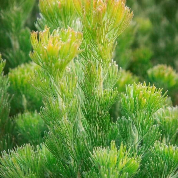 A close-up of green pine leaves with yellow tips, highlighting their detailed texture and bright colors, similar to the Adenanthos 'Platinum' PBR Woolly Bush in a 6" pot.