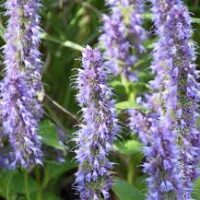 The Agastache 'Blue Fortune' 6" Pot features a close-up of light purple flowers with spiky petals, surrounded by lush green leaves.