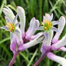 Close-up view of Anigozanthos 'Landscape Lilac' Kangaroo Paw in a 6" pot, showcasing its purple fuzzy petals and yellow-orange centers amidst lush green foliage.