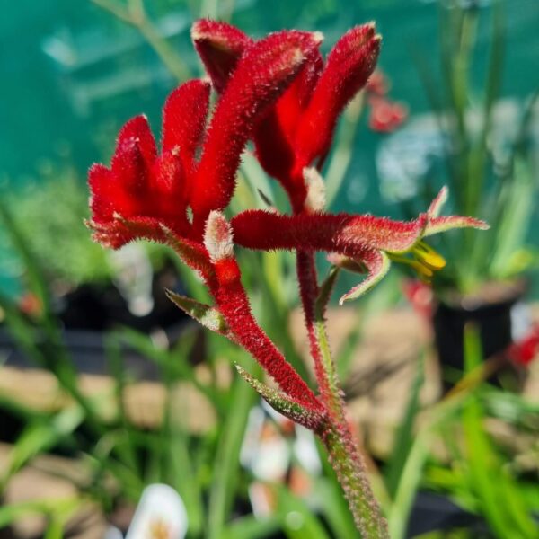 Close-up of Anigozanthos 'Bush Fury™' Kangaroo Paw with fuzzy red, tubular flowers against a blurred green background. Shown in a 6" pot.
