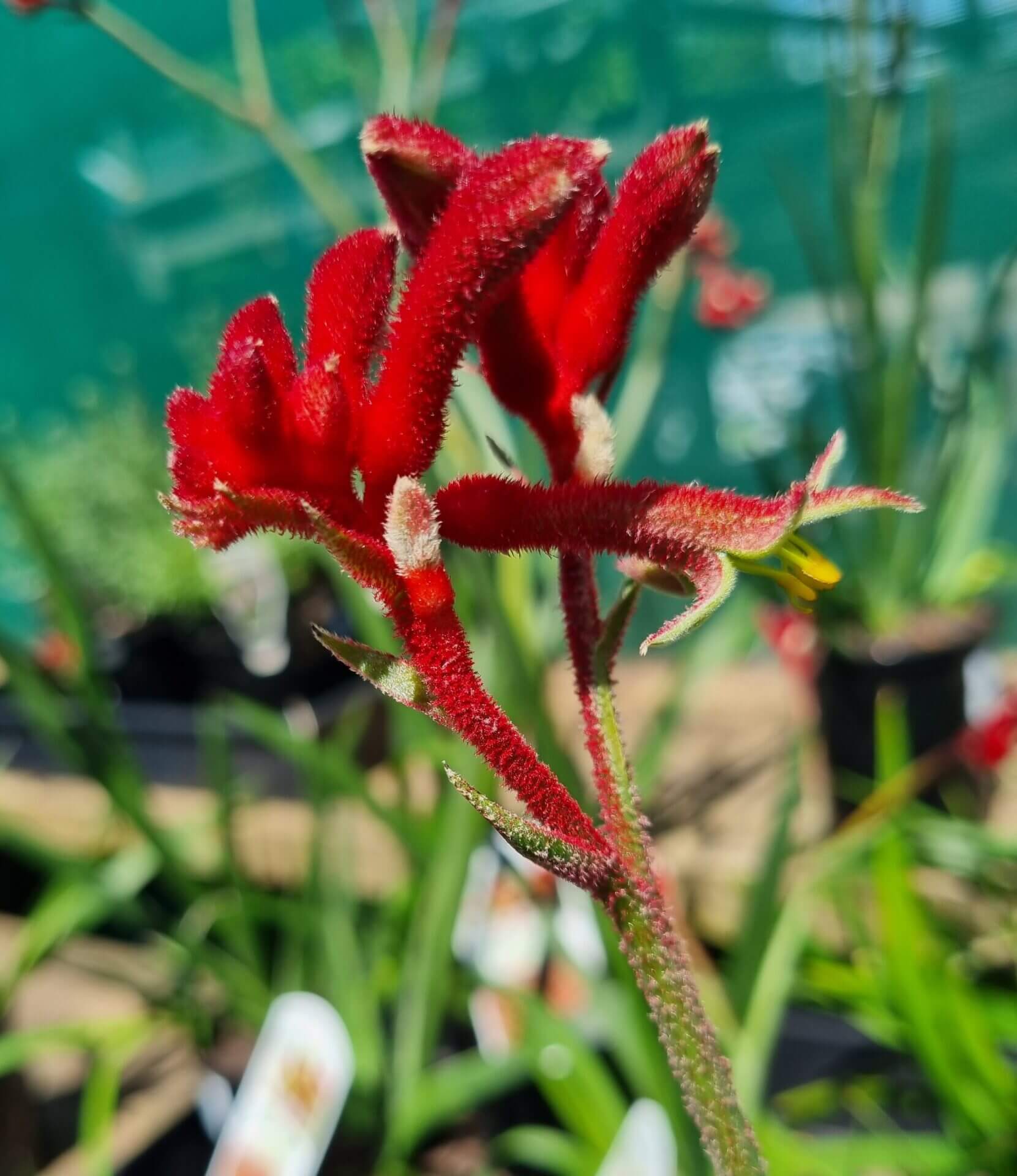 Close-up of Anigozanthos 'Bush Fury™' Kangaroo Paw with fuzzy red, tubular flowers against a blurred green background. Shown in a 6" pot.