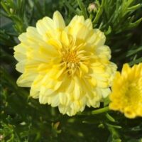 Close-up of a vibrant yellow chrysanthemum, reminiscent of the Argyranthemum 'Angelic™ Maize' Marguerite Daisy 6" Pot, with beautifully layered petals surrounded by lush green leaves.