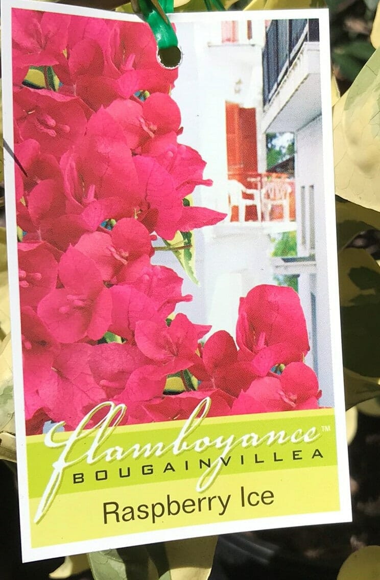 Bougainvillea 'Raspberry Ice' 10" Pot - Image 2