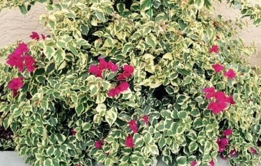 Bougainvillea 'Raspberry Ice' 10" Pot - Image 3