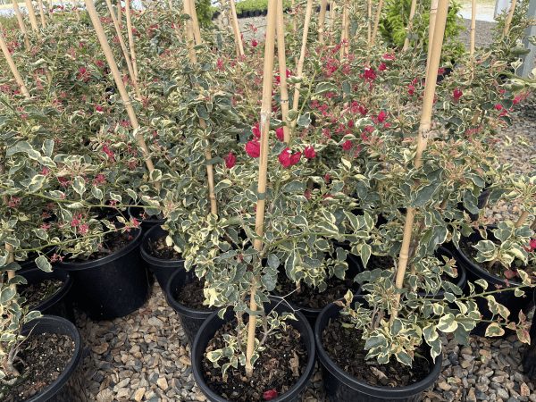 Bougainvillea 'Raspberry Ice' 10" Pot - Image 4
