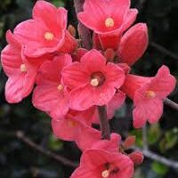 A Brachychiton 'Jasper Bells' in a 16" pot showcases vivid pink, trumpet-shaped flowers with yellow centers on a single stem against a blurred leafy backdrop.