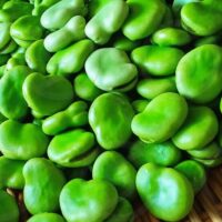 Freshly harvested Vicia 'Broad Bean' ready for planting in a 4" pot, perfect for garden enthusiasts.