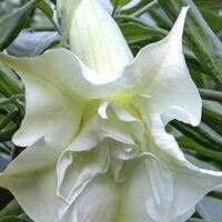 The Brugmansia 'Double White' Angel's Trumpet, with its stunning ruffled double white petals, gracefully unveils its beauty amid lush green leaves.