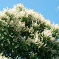 The Buckinghamia 'Ivory Curl Tree' in a 12" pot showcases clusters of white flowers under a clear blue sky, adding elegance and natural beauty to any garden setting.
