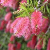 A close-up view of a Callistemon 'Perth Pink' 6" pot shows an elongated, fluffy, pink bottlebrush flower with small green leaves against a blurred background.