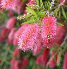 A close-up view of a Callistemon 'Perth Pink' 6" pot shows an elongated, fluffy, pink bottlebrush flower with small green leaves against a blurred background.