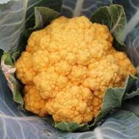 Cauliflower 'Cheddar' in a 4" pot, adorned with lush green leaves.