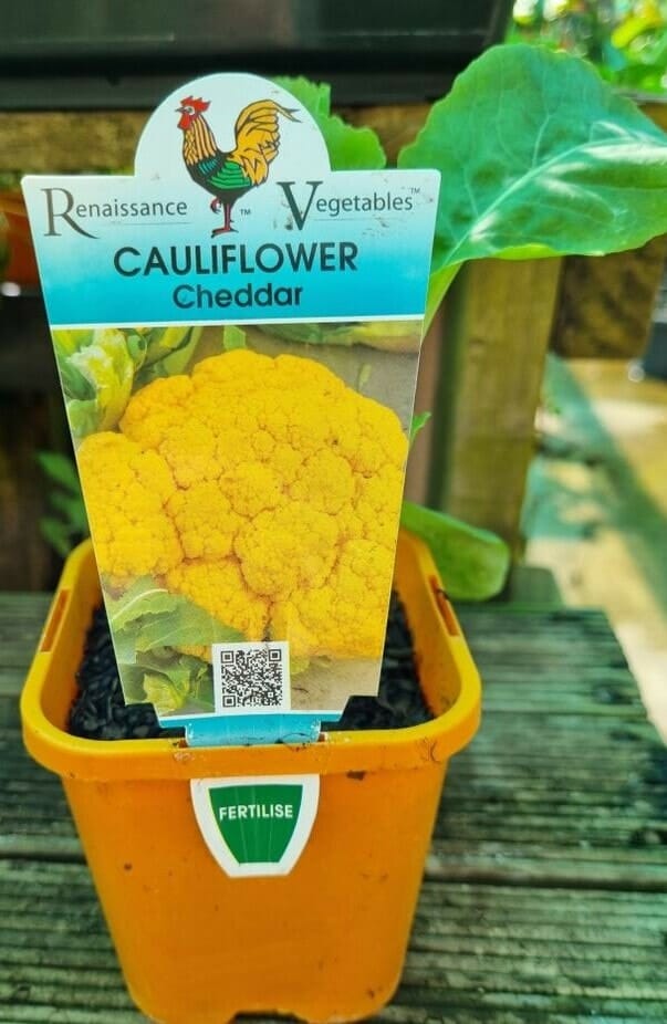 Cauliflower 'Cheddar' 4" Pot - Image 3