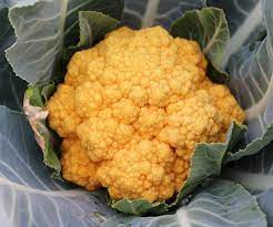 Cauliflower 'Cheddar' in a 4" pot, adorned with lush green leaves.