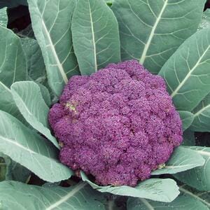 A vibrant purple cauliflower, named 'Graffiti,' is nestled among large green leaves in a 4" pot.