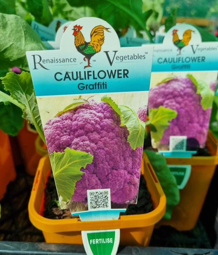 Cauliflower 'Graffiti' 4" Pot - Image 3