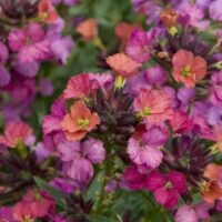 Clusters of Cheiranthus 'Constant Cheer' wallflowers in full bloom display pink, purple, and orange colors, providing constant cheer with lush green leaves as their backdrop.