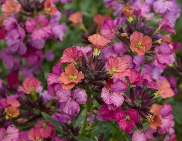 Clusters of Cheiranthus 'Constant Cheer' wallflowers in full bloom display pink, purple, and orange colors, providing constant cheer with lush green leaves as their backdrop.