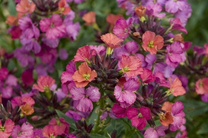Clusters of Cheiranthus 'Constant Cheer' wallflowers in full bloom display pink, purple, and orange colors, providing constant cheer with lush green leaves as their backdrop.