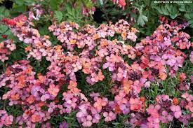 Cheiranthus 'Constant Cheer' Wallflower - Image 2