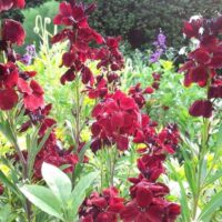 Tall red flowers with green leaves flourish in a garden, accompanied by the striking Cheiranthus 'Vulcan' Wallflower 4" Pot against lush greenery and towering trees.