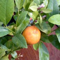 A Citrus 'Rangpur Lime' 2L Pot features an orange fruit hanging from a leafy branch adorned with small purple buds, capturing the essence of this unique plant.
